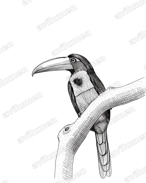 Illustration im Stil Tusche: Feuerschnabelarassari (Pteroglossus frantzii)