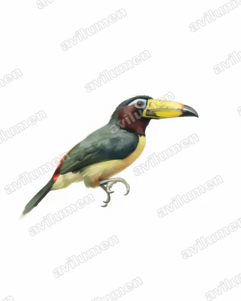 Watercolor illustration: Pteroglossus inscriptus (Lettered Aracari)