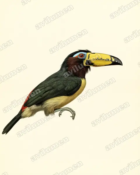 Vintage plate illustration: Pteroglossus inscriptus (Lettered Aracari)