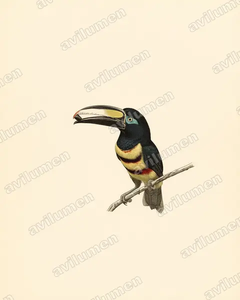 Ilustración en Lámina antigua: Pteroglossus pluricinctus (Arasarí fajado)