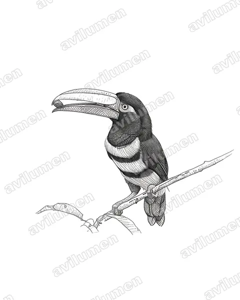 Ilustración en Tinta: Pteroglossus pluricinctus (Arasarí fajado)