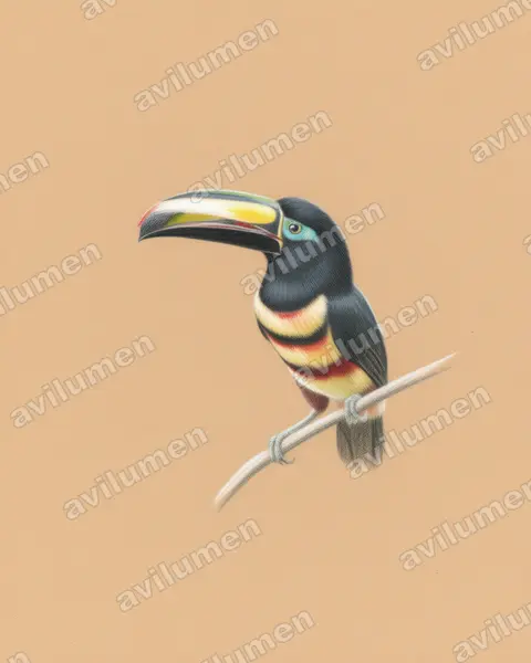 Ilustración en Lápiz de color: Pteroglossus pluricinctus (Arasarí fajado)
