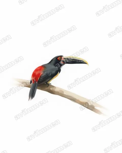 Ilustración en Acuarela: Pteroglossus sanguineus (Arasarí de pico rayado)