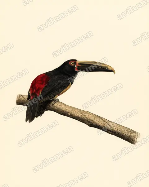 Ilustración en Lámina antigua: Pteroglossus sanguineus (Arasarí de pico rayado)