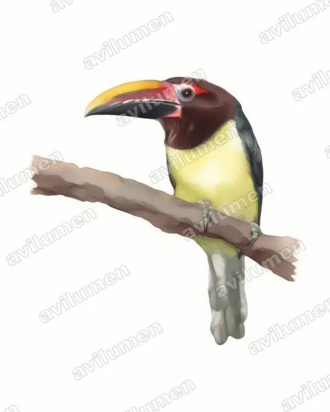 Ilustración en Acuarela: Pteroglossus viridis (Arasarí verde​)