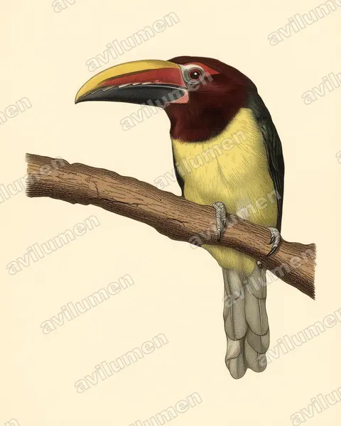 Ilustración en Lámina antigua: Pteroglossus viridis (Arasarí verde​)