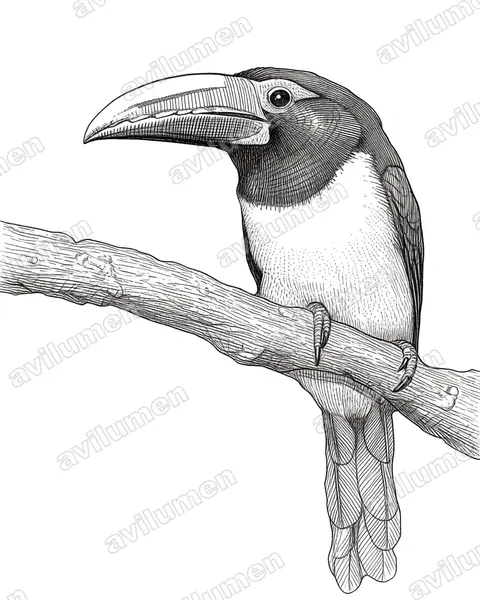 Ilustración en Tinta: Pteroglossus viridis (Arasarí verde​)