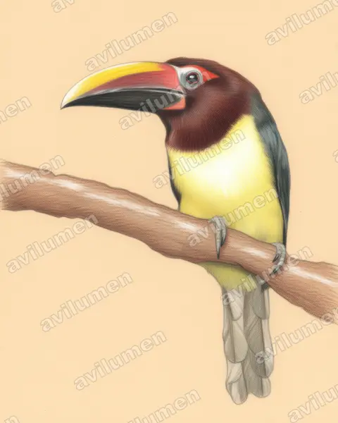 Ilustración en Lápiz de color: Pteroglossus viridis (Arasarí verde​)