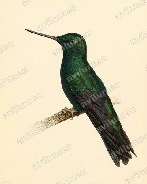 Ilustración en Lámina antigua: Pterophanes cyanopterus (Colibrí aliazul​)