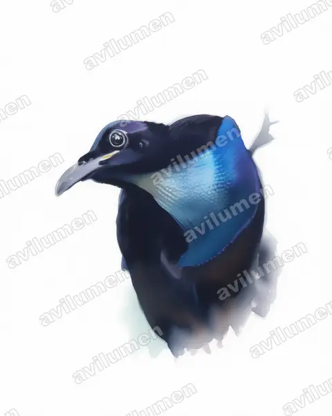 Illustration Aquarelle : Ptiloris magnificus (Paradisier gorge-d'acier)