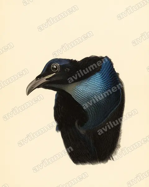 Illustration Planche ancienne : Ptiloris magnificus (Paradisier gorge-d'acier)