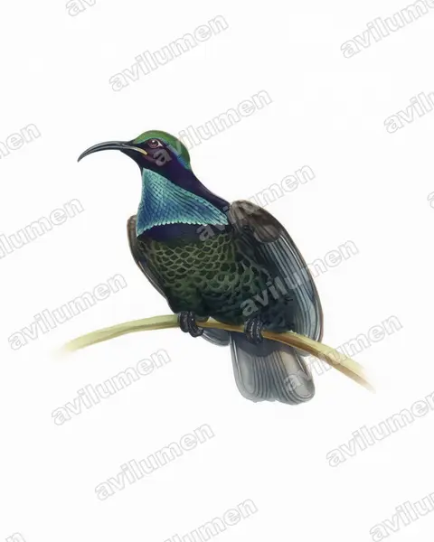 Illustration Aquarelle : Ptiloris paradiseus (Paradisier festonné)