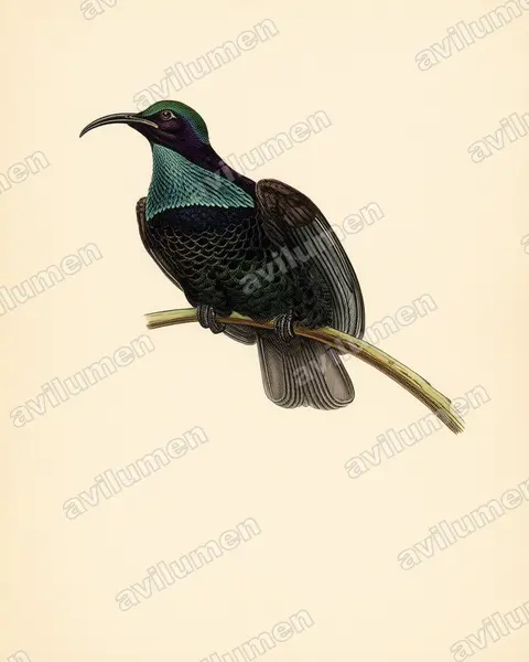 Illustration Planche ancienne : Ptiloris paradiseus (Paradisier festonné)
