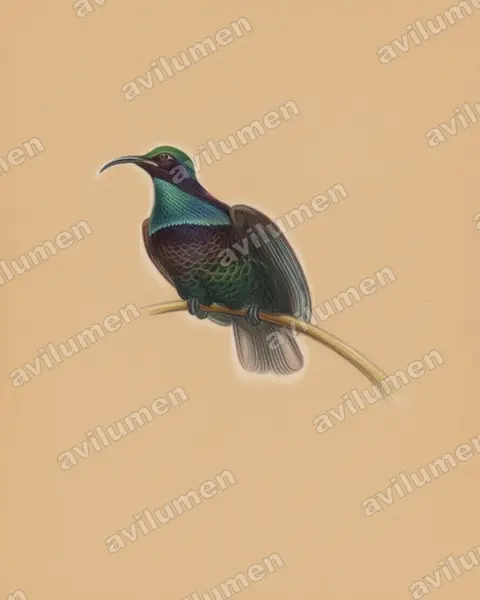 Illustration Crayon de couleur : Ptiloris paradiseus (Paradisier festonné)
