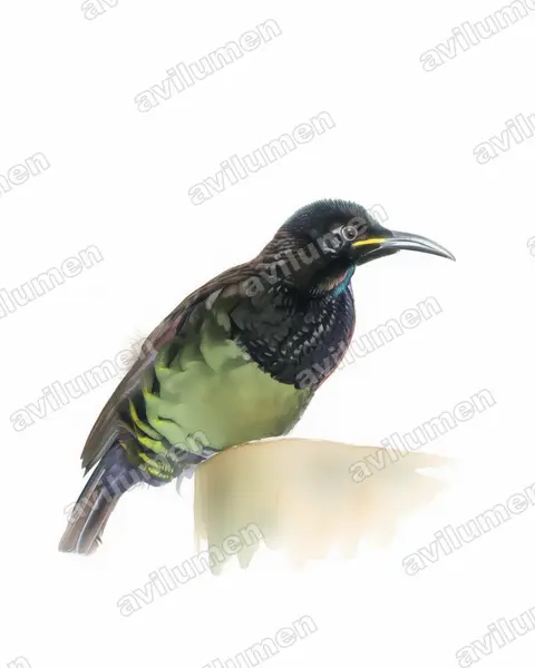 Illustration Aquarelle : Ptiloris victoriae (Paradisier de Victoria)