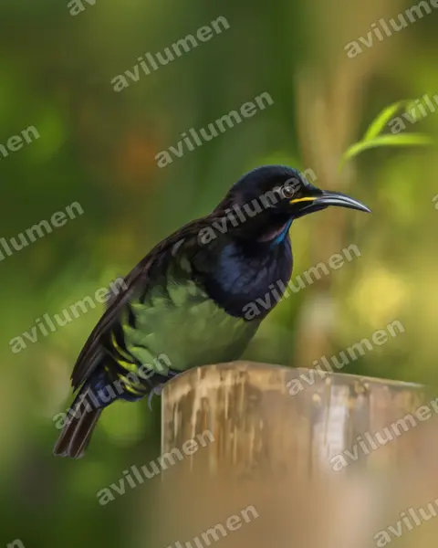 Illustration Réaliste : Ptiloris victoriae (Paradisier de Victoria)