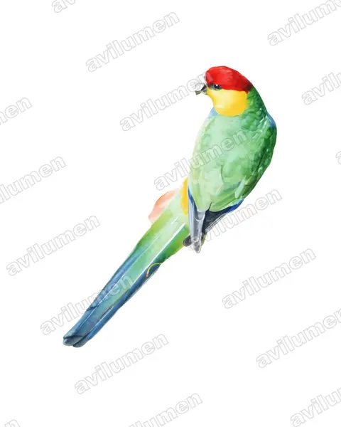 Ilustración en Acuarela: Purpureicephalus spurius (Perico capelo)