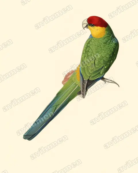 Ilustración en Lámina antigua: Purpureicephalus spurius (Perico capelo)