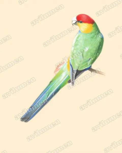 Ilustración en Lápiz de color: Purpureicephalus spurius (Perico capelo)