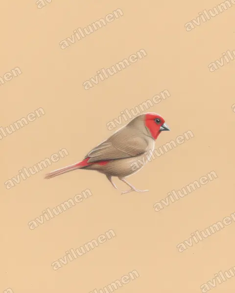 Illustration im Stil Buntstift: Kleiner Purpurastrild (Pyrenestes minor)
