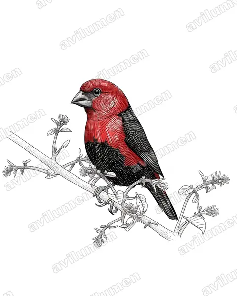 Illustration Encre : Pyrenestes ostrinus (Pyréneste ponceau)