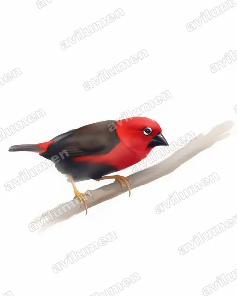 赤红裂籽雀（Pyrenestes sanguineus）的水彩插画