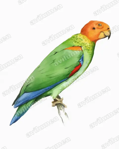 Illustration Aquarelle : Pyrilia aurantiocephala (Caïque chauve)
