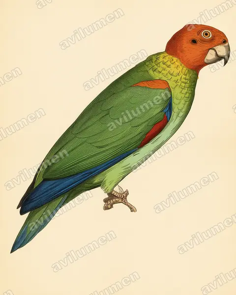 Illustration Planche ancienne : Pyrilia aurantiocephala (Caïque chauve)