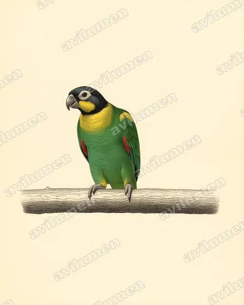 Orange-cheeked parrot（Pyrilia barrabandi）的古典图版插画
