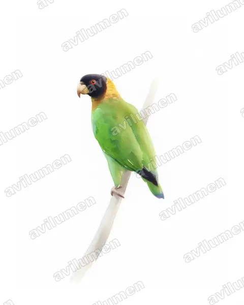 Illustration im Stil Aquarell: Caica Parrot (Pyrilia caica)