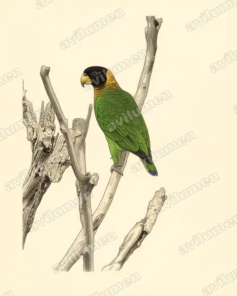 Illustration im Stil Historische Tafel: Caica Parrot (Pyrilia caica)