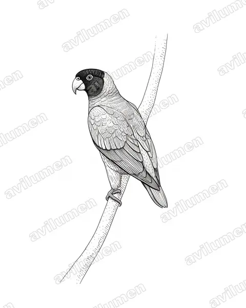 Illustration im Stil Tusche: Caica Parrot (Pyrilia caica)