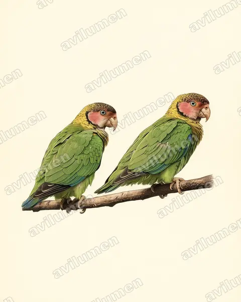 Vintage plate illustration: Pyrilia pulchra (Rose-faced Parrot)