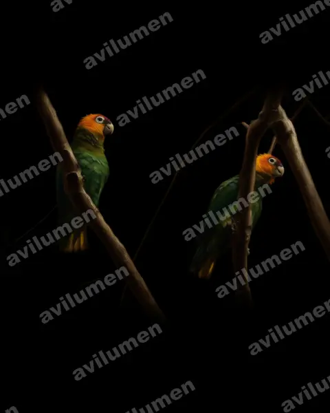 Illustration im Stil Öl: Saffron-headed Parrot (Pyrilia pyrilia)