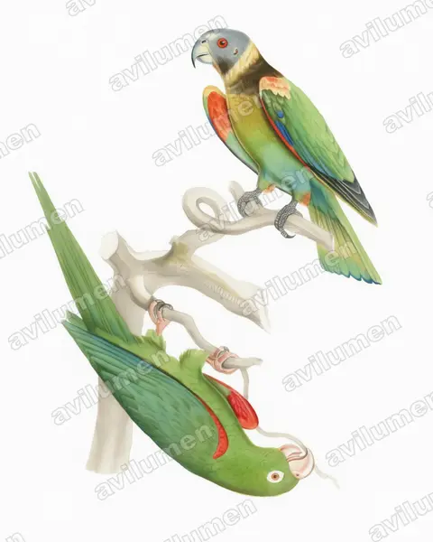 Ilustración en Acuarela: Pyrilia vulturina (Gypopsitta vulturina)