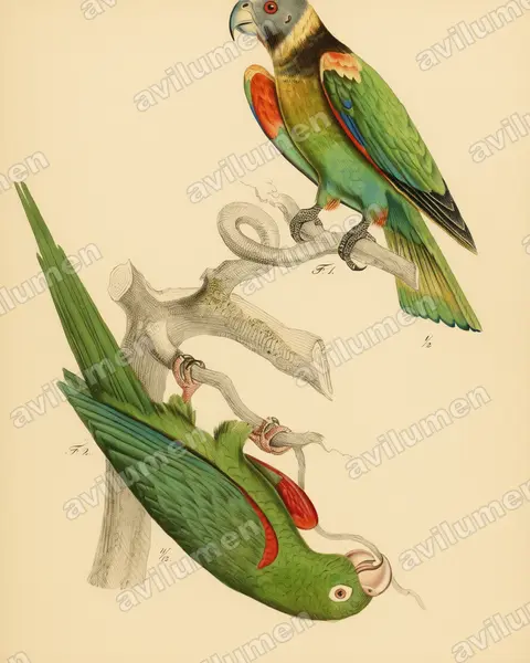 Ilustración en Lámina antigua: Pyrilia vulturina (Gypopsitta vulturina)