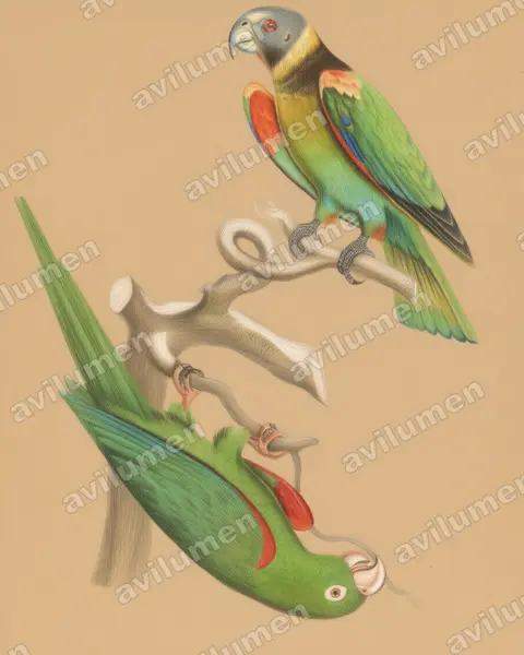 Ilustración en Lápiz de color: Pyrilia vulturina (Gypopsitta vulturina)