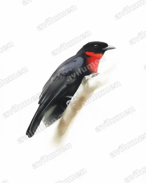 Illustration im Stil Aquarell: Red-ruffed Fruitcrow (Pyroderus scutatus)