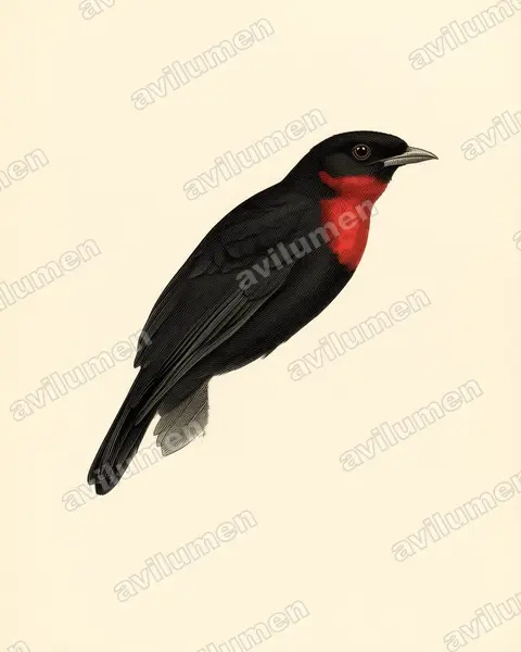Illustration im Stil Historische Tafel: Red-ruffed Fruitcrow (Pyroderus scutatus)