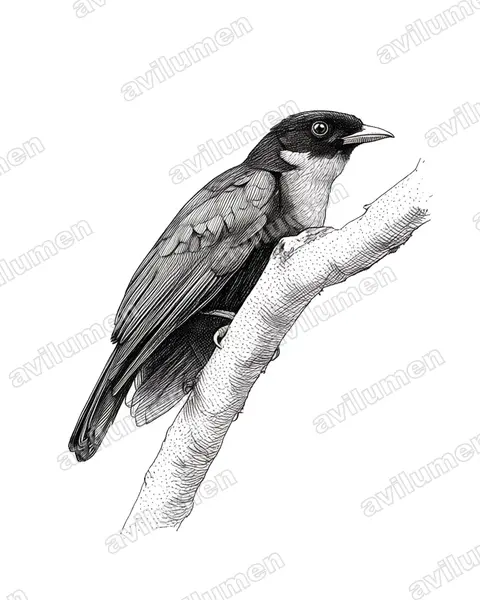 Illustration im Stil Tusche: Red-ruffed Fruitcrow (Pyroderus scutatus)