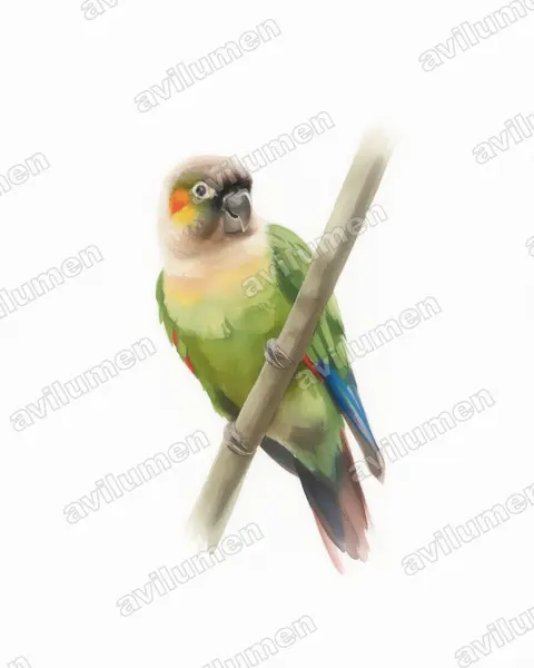 Watercolor illustration: Pyrrhura albipectus (White-breasted Parakeet)