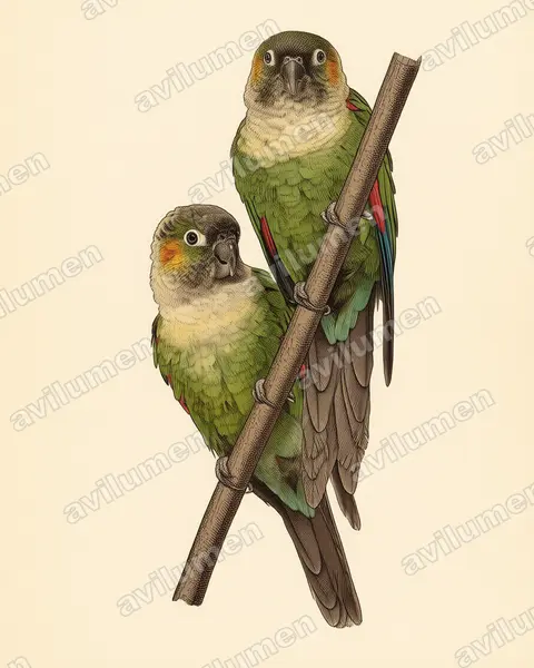 Vintage plate illustration: Pyrrhura albipectus (White-breasted Parakeet)