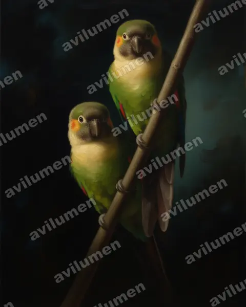 Oil illustration: Pyrrhura albipectus (White-breasted Parakeet)