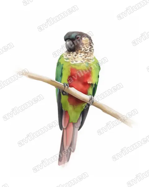 Ilustración en Acuarela: Pyrrhura amazonum (Perico santarém)