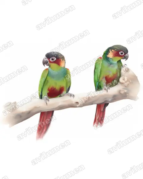 Illustration Aquarelle : Pyrrhura cruentata (Conure tiriba)