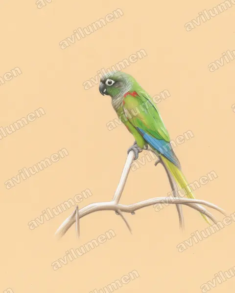 Illustration im Stil Buntstift: Devillesittich (Pyrrhura devillei)