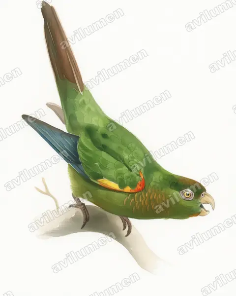 Illustration im Stil Aquarell: Fiery-shouldered Parakeet (Pyrrhura egregia)