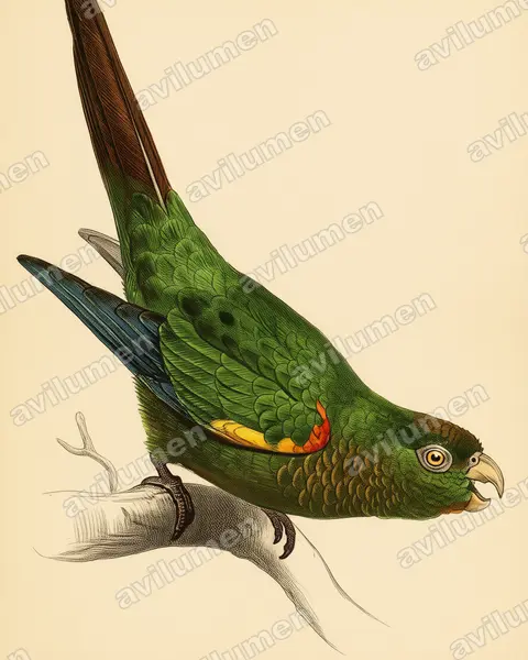 Illustration im Stil Historische Tafel: Fiery-shouldered Parakeet (Pyrrhura egregia)