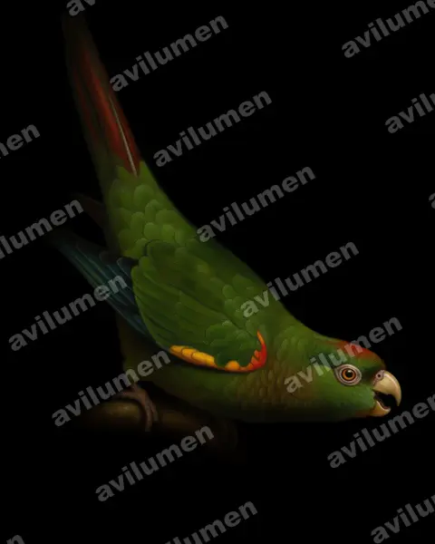 Illustration im Stil Öl: Fiery-shouldered Parakeet (Pyrrhura egregia)