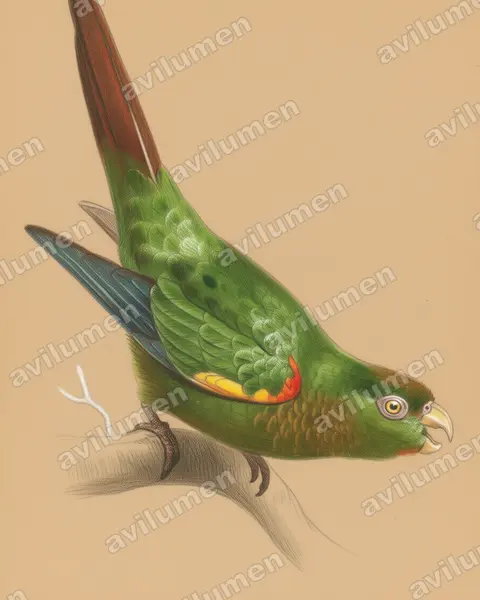 Illustration im Stil Buntstift: Fiery-shouldered Parakeet (Pyrrhura egregia)